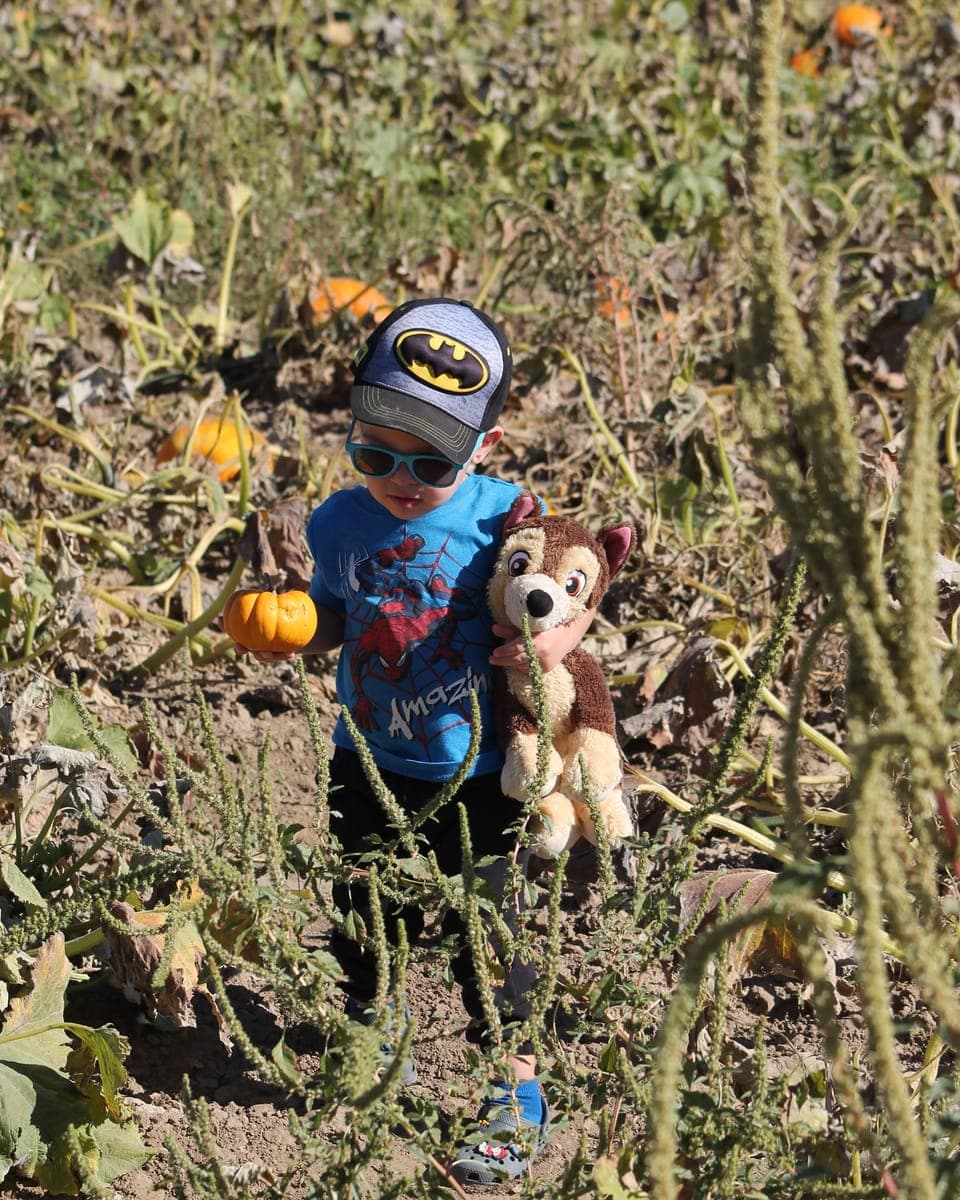 Boy in Pumpkin Patch holding a small pumpkin and a stuffed animal